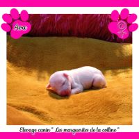 Chiots jack russell terrier à réserver. #5