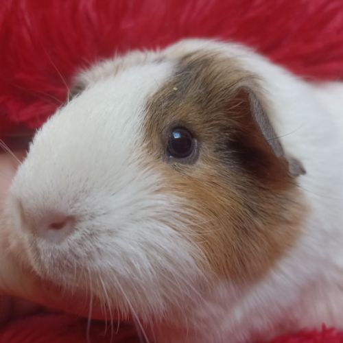 Femelle cochon d'inde