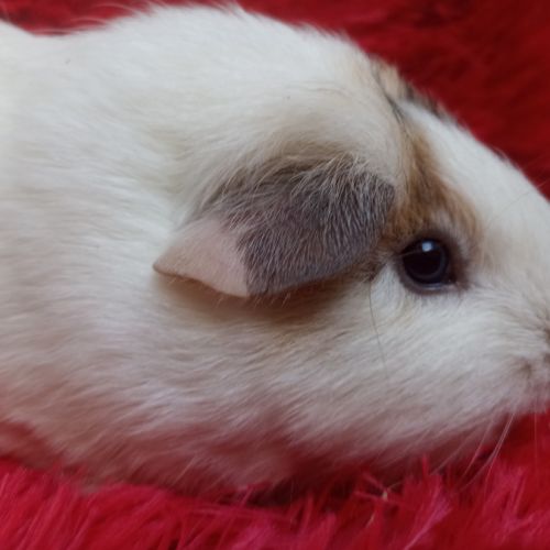 Femelle cochon d'inde #3