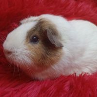 Femelle cochon d'inde #1