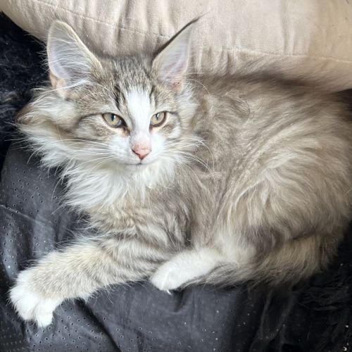 Chatons norvégiens disponibles