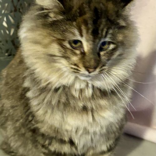 Chatons norvégiens disponibles #5