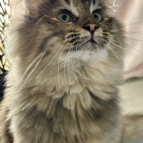 Chatons norvégiens disponibles #8