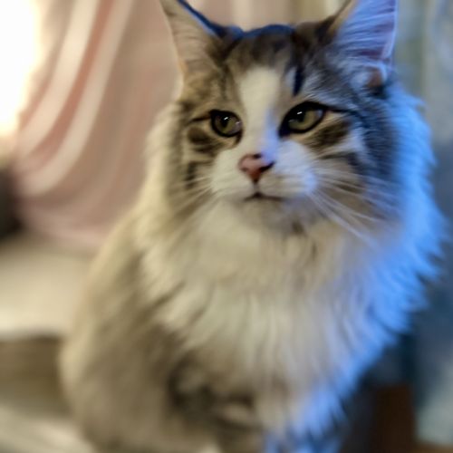 Chatons norvégiens disponibles #9