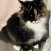 Chatons norvégiens disponibles #2