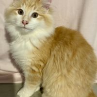 Chatons norvégiens disponibles #3