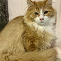 Chatons norvégiens disponibles #4