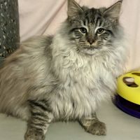 Chatons norvégiens disponibles #6