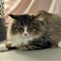 Chatons norvégiens disponibles #7