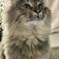 Chatons norvégiens disponibles #8