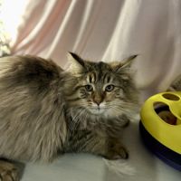 Chatons norvégiens disponibles #10