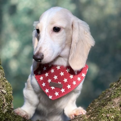 Bébé teckel nain #3