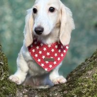 Bébé teckel nain #0