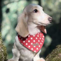 Bébé teckel nain #2