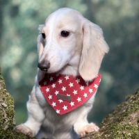 Bébé teckel nain #3