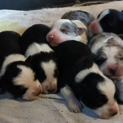 Magnifiques chiots border collie #0
