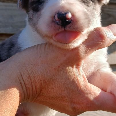 Magnifiques chiots border collie #4