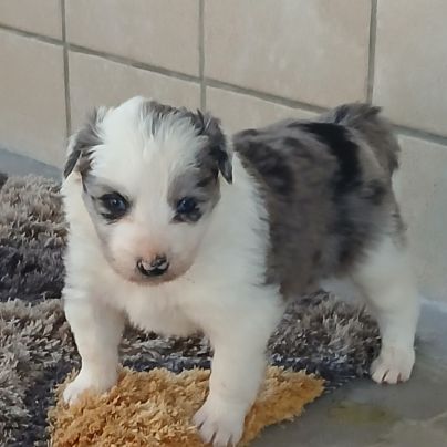 Magnifiques chiots border collie #5