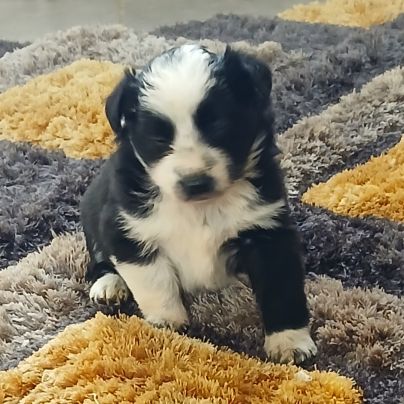 Magnifiques chiots border collie #7