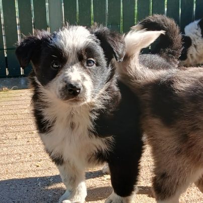 Magnifique chiot border collie #4