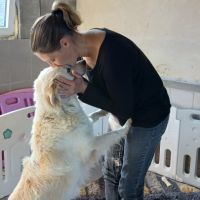 Magnifiques chiots border collie #2