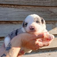 Magnifiques chiots border collie #3