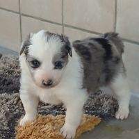 Magnifiques chiots border collie #5