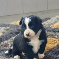 Magnifiques chiots border collie #6