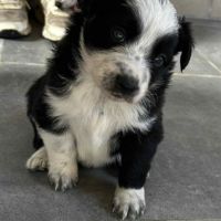 Magnifiques chiots border collie #8