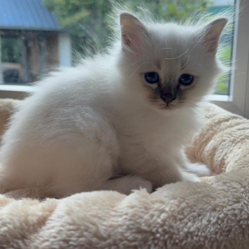 Chatons sacrés de birmanie loof #0