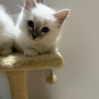 Chatons sacrés de birmanie loof #1