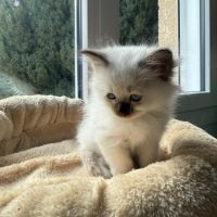 Chatons sacrés de birmanie loof #3