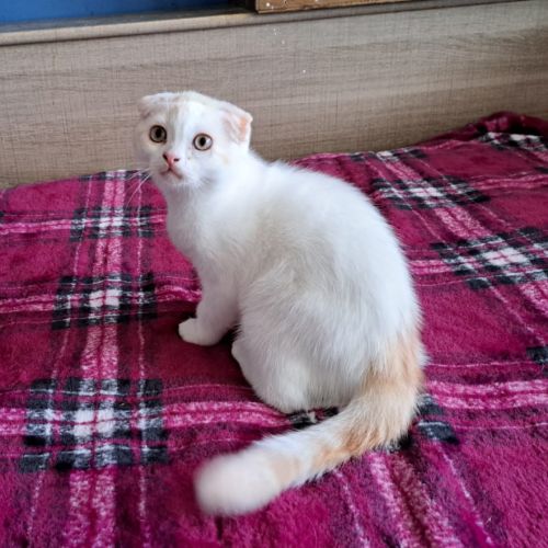 Petit mâle scottish fold #0