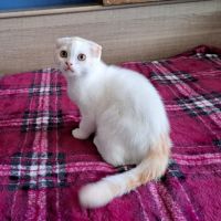 Petit mâle scottish fold