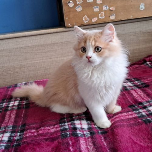 Aslan highland straight