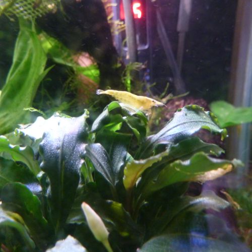 Crevettes : neocaridina davidi var. yellow