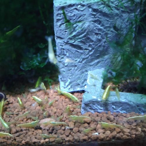 Crevettes : neocaridina davidi var. yellow #2