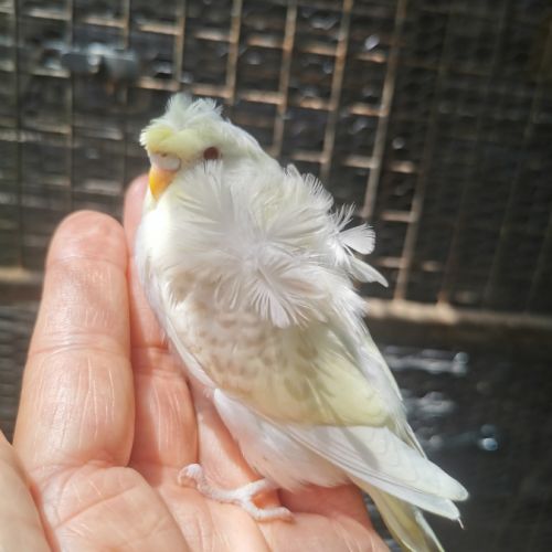 Perruche hagoromo (hélicoptère)