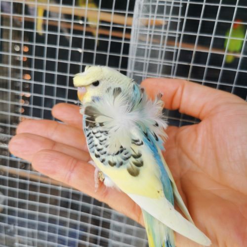 Perruche hagoromo (hélicoptère) #3