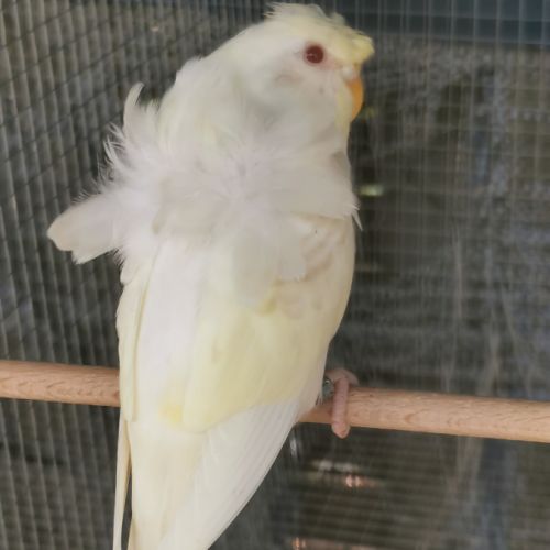 Perruche hagoromo (hélicoptère) #4