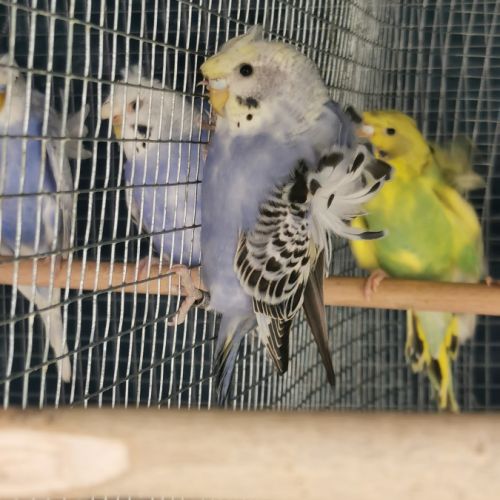 Perruche hagoromo (hélicoptère) #5