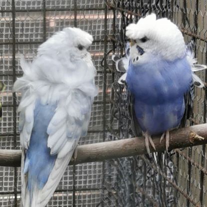 Perruche hagoromo (hélicoptère) #6