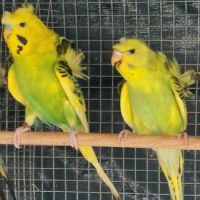 Perruche hagoromo (hélicoptère) #1