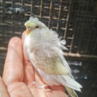 Perruche hagoromo (hélicoptère) #0