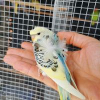 Perruche hagoromo (hélicoptère) #3