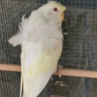 Perruche hagoromo (hélicoptère) #4