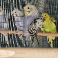 Perruche hagoromo (hélicoptère) #5