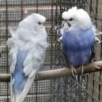 Perruche hagoromo (hélicoptère) #6