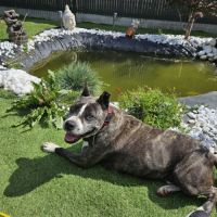 À donner - american staffordshire terrier de 11 ans