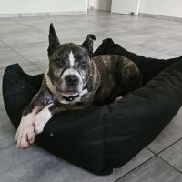 À donner - american staffordshire terrier de 11 ans #2